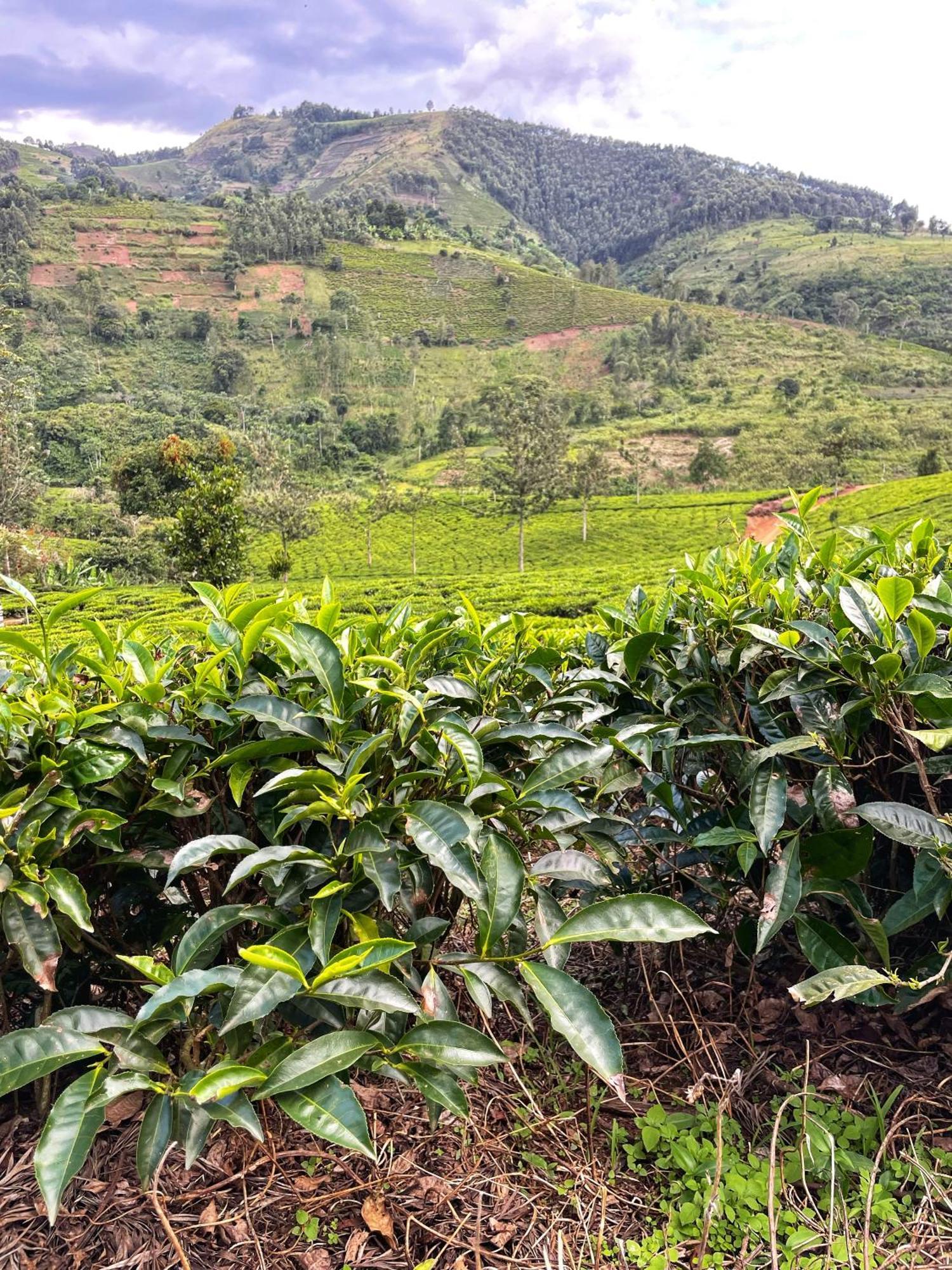 Bwindi My * Kachulagenyi